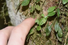 Platystele rhinocera