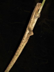 Uranoscodon superciliosus