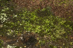 Grammitis stenophylla