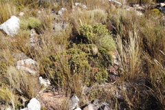 Morella quercifolia