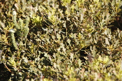 Morella quercifolia