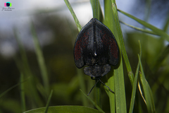 Cyrtonota abrili