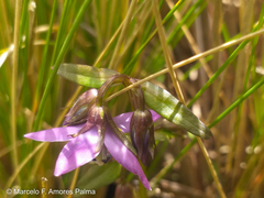 Gentianella rapunculoides