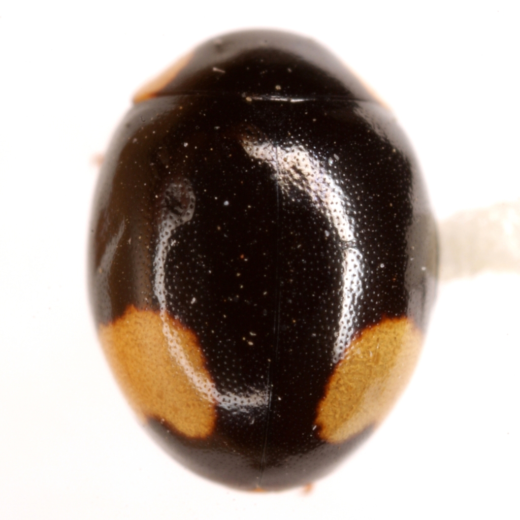 Hyperaspis gemina