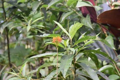 Methona confusa psamathe