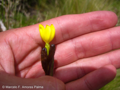 Sisyrinchium palustre