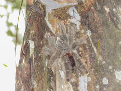 Avicularia variegata