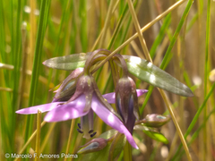 Gentianella rapunculoides