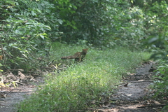 Pardofelis marmorata