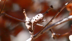 Callirhytis frequens