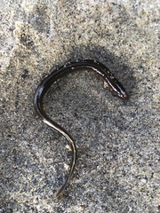 Lampetra richardsoni