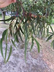 Eucalyptus pulchella