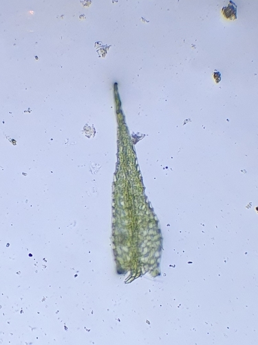 Image of Rhynchostegiella teneriffae by no rights reserved