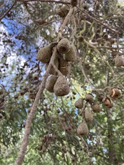 Eucalyptus pulchella
