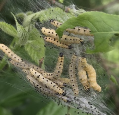 Yponomeuta cagnagella