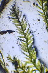 Rhynchostegiella teneriffae