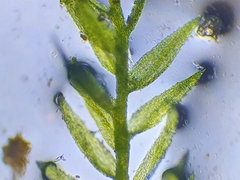 Rhynchostegiella teneriffae
