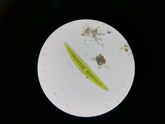 Closterium acerosum lanceolatum