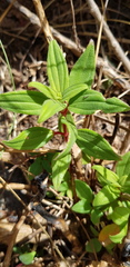 Heterotis jacquesii