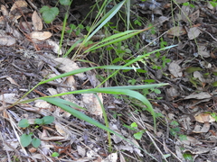 Anthoxanthum occidentale