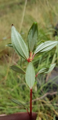 Heterotis jacquesii