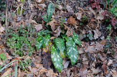 Pulmonaria affinis