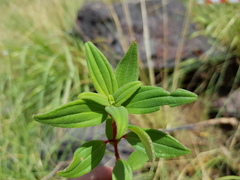 Heterotis jacquesii