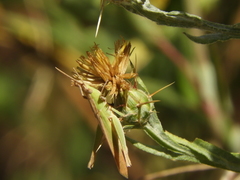 Allotruxalis gracilis