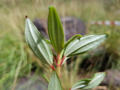 Heterotis jacquesii