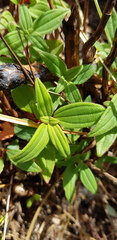 Heterotis jacquesii
