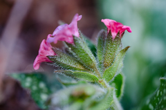 Pulmonaria affinis