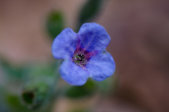 Pulmonaria affinis