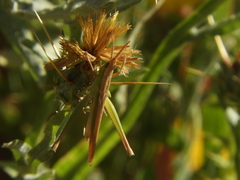 Allotruxalis gracilis