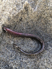 Lampetra richardsoni