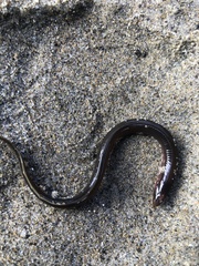 Lampetra richardsoni