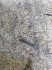 Lampetra richardsoni