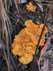 Cantharellus concinnus