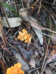 Cantharellus concinnus
