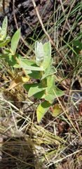 Argyrella amplexicaulis image