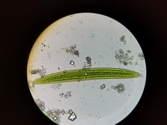 Closterium acerosum