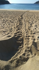 Lepidochelys olivacea