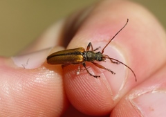 Cortodera humeralis