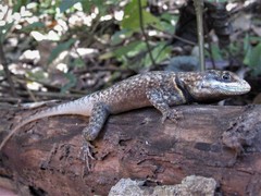 Tropidurus oreadicus