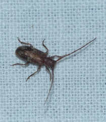 Exocentrus adspersus