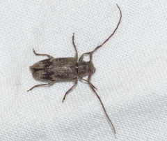 Exocentrus adspersus