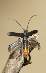Grammoptera abdominalis