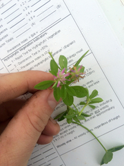 Trifolium resupinatum