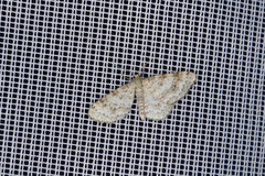 Hydrelia sylvata