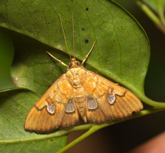 Nosophora semitritalis