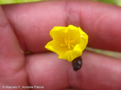 Sisyrinchium palustre